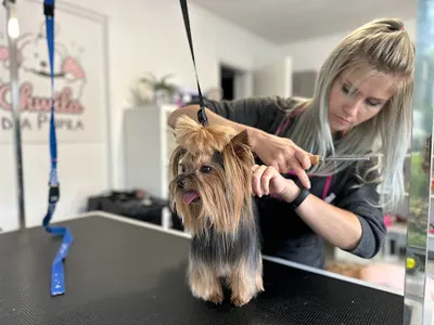 Psi Fryzjer „Chwila dla Pupila” fryzjer dla zwierząt